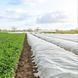 Агроволокно белое 30 г/м&sup2; 6,35 &times; 100 м Agreen 58565 фото 6