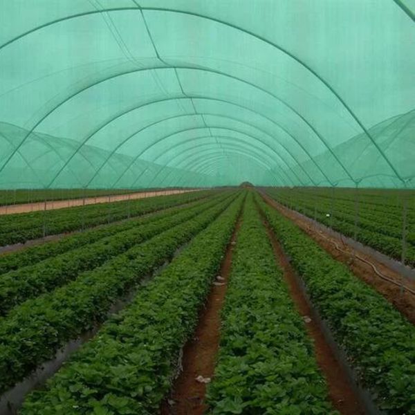 Сітка від сонця 45% 10х50м , сонцезахисна сітка для захисту рослин від граду 011978 фото